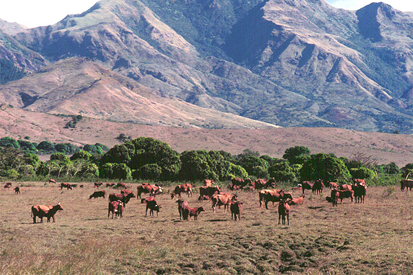 Cows infront of mountains, Fidschi