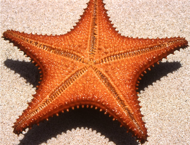 Seestern - Starfish, Antigua & Barbuda