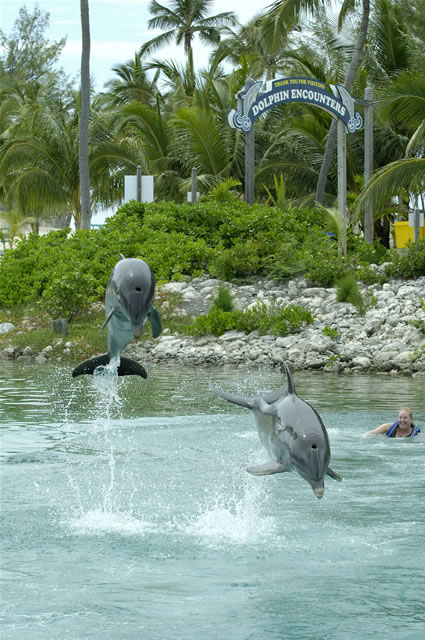 Nassau, Blue Lagoon Island - Dolphin Encounters, Bahamas