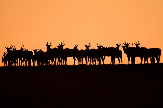 Antilopen auf dem Nyika-Plateau