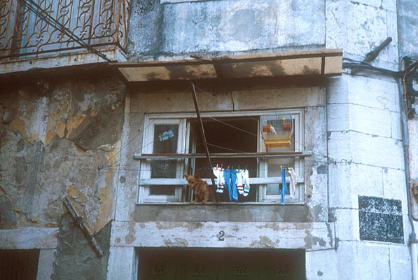 Hund im Fenster - Lissabon