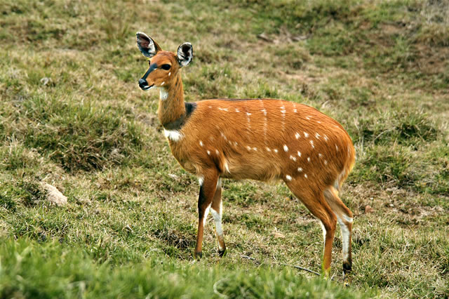 Auf dem Nyika-Plateau