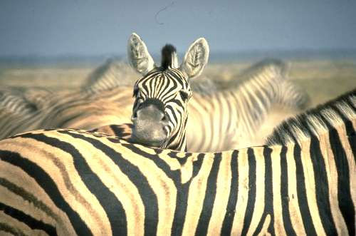 Namibia by Ludwig Rahm et al.