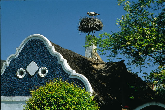 Burgenland - Storch auf einem Bauernhaus in Apetlon [Wiesenhofer], Österreich