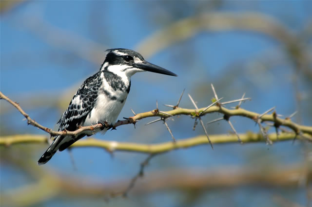 Eisvogel im im Liwonde-Nationalpark