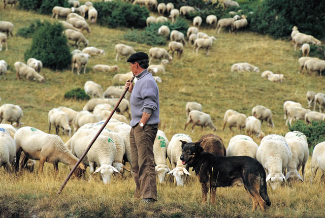 Schäfer bei der Arbeit, Andorra