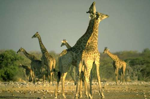 Giraffen - Etoscha-Nationalpark, Namibia